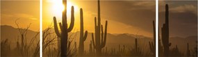 Obraz - Kaktusy Saguaro (170x50 cm)