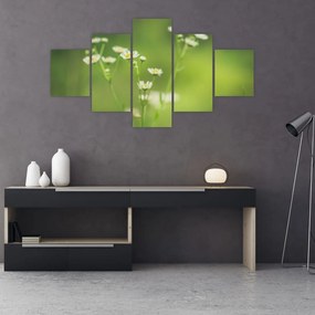 Obraz stokrotek (125x70 cm)