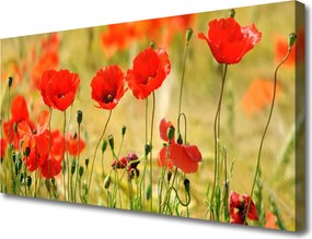 Obraz canvas Polne Maki w Rozkwicie