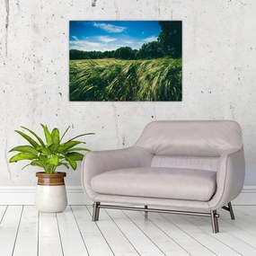 Obraz łąki i lasu (70x50 cm)
