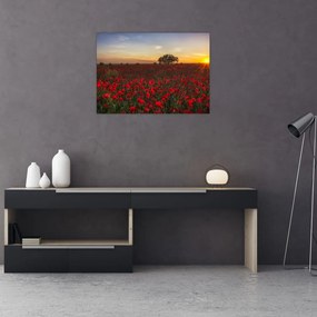 Obraz łąki z makami (70x50 cm)