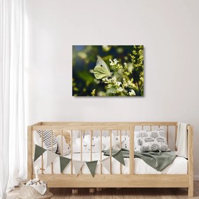 Obraz na szkle motyla (70x50 cm)