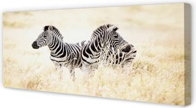 Obraz na płótnie Zebry na Otwartym Terenie