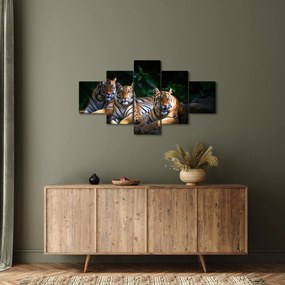Obraz - Tygrysi Bracia (125x70 cm)