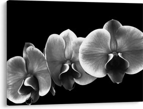 Obraz kwiatu orchidei (70x50 cm)