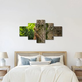 Obraz - wiewiórka (125x70 cm)