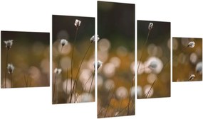 Obraz - Łąka z trawą bawełnianą N⁰2 (125x70 cm)