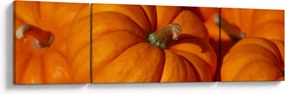 Obraz - Wspaniałe dynie (170x50 cm)