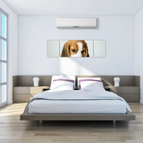 Obraz Beagle (170x50 cm)