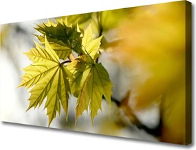 Obraz drukowany na płótnie Świeże Liście w Przybliżeniu