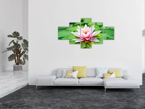 Obraz lilii wodnej na powierzchni (125x70 cm)