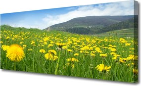 Zdjęcie na płótnie Polny Urok Mniszka