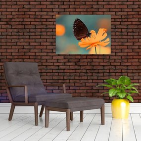 Obraz na szkle - motyl na pomarańczowym kwiatku (70x50 cm)