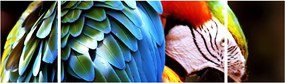 Obraz - Papuga (170x50 cm)