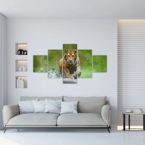 Obraz - Biegnący tygrys (125x70 cm)