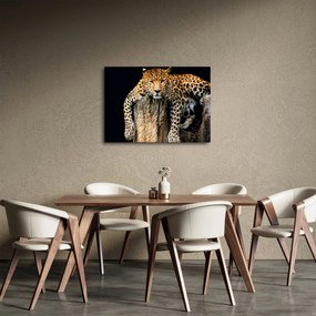 Obraz - Gepard (70x50 cm)