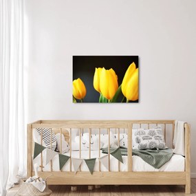 Obraz tulipanów (70x50 cm)