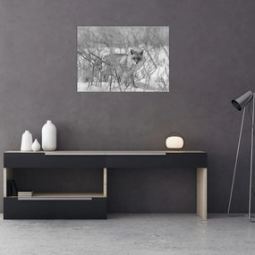 Obraz - Lis, czarno - biały (70x50 cm)