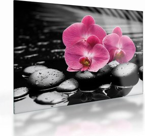 Obraz na szkle - Różowe orchidee (70x50 cm)
