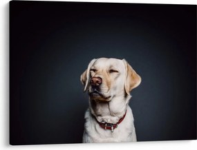 Obraz labradora (70x50 cm)