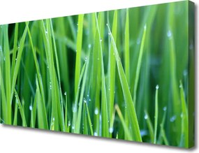 Obraz canvas Poranna Świeżość Trawy