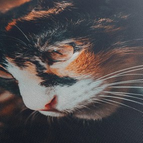 Obraz - Spojrzenie kota (170x50 cm)