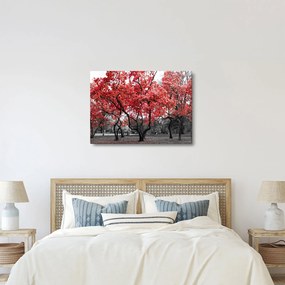 Obraz - Czerwone drzewa, Central Park, New York (70x50 cm)