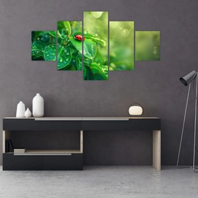 Obraz - Biedronka (125x70 cm)