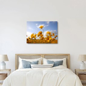 Obraz na szkle pola z jasnożółtymi kwiatami (70x50 cm)