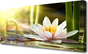 Fotoobraz na płótnie Pływająca Lilia Wodna