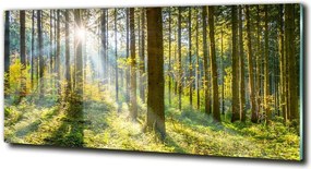 Foto obraz szkło hartowane Las w słońcu