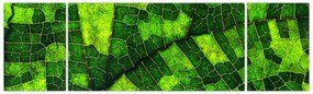 Obraz - Detal liścia (170x50 cm)
