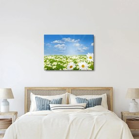 Obraz kwitnącej łąki ze stokrotkami (70x50 cm)