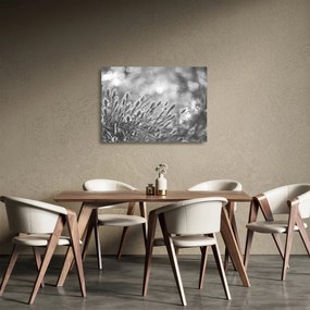 Obraz na szkle - Beżowa miękka trawa N⁰1 (70x50 cm)