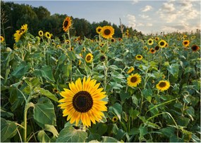 Obraz - Sunflower Field II. (70x50 cm)