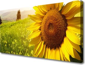 Obraz canvas na ścianę Złoty Słonecznik w Słońcu