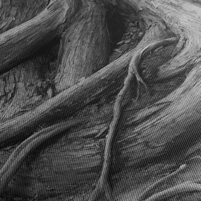 Obraz - Korzenie drzewa (170x50 cm)