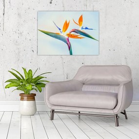 Obraz kwiatu Strelicji (70x50 cm)
