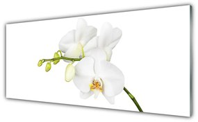 Obraz Szklany Orchidea Kwiaty Natura