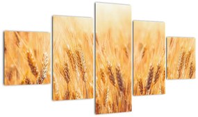 Obraz - pole z ziarnami (125x70 cm)