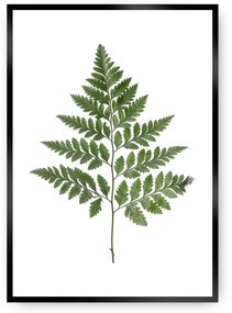 Plakat Fern Green