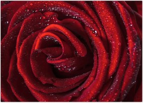 Obraz - Czerwona róża z kroplami rosy (70x50 cm)