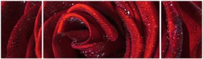 Obraz - Czerwona róża z kroplami rosy (170x50 cm)