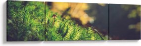 Obraz mchu z grzybem (170x50 cm)