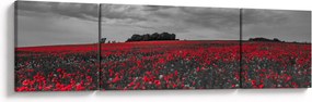 Obraz maków (170x50 cm)