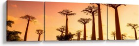 Obraz - Zachód słońca w Baobab Alley (170x50 cm)