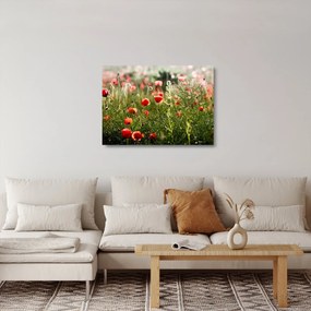 Obraz na szkle maków (70x50 cm)