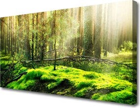 Obraz na płótnie Naturalny Zielony Mech