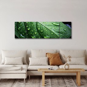 Obraz - Szczegół liścia po deszczu (170x50 cm)