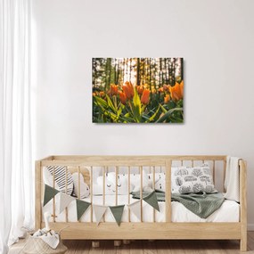 Obraz na szkle - pomarańczowe tulipany (70x50 cm)